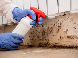 Best Black Mold Removal in Saticoy, CA